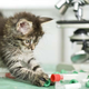 Imagen para el artículo titulado Estos científicos buscan a gente a la que le guste hablar de su gato